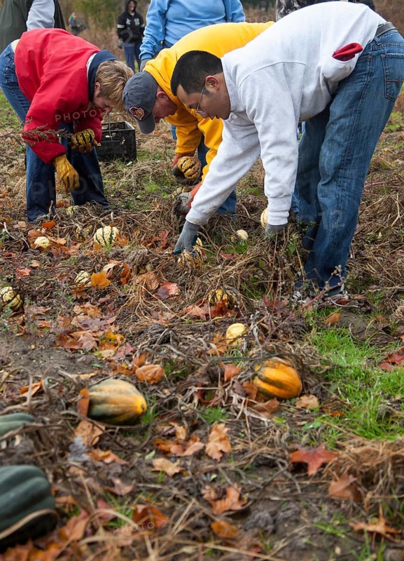 Volunteers collect leftover squash from a farmer's field for distribution to those in need
