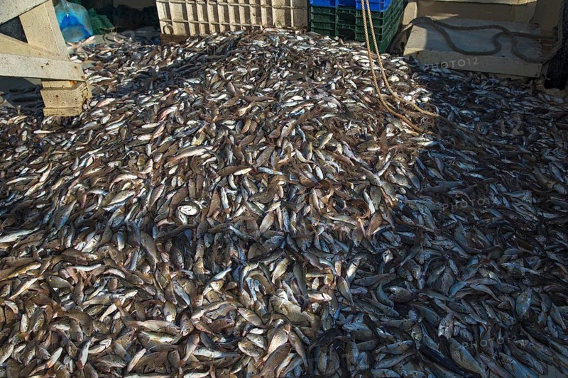 Shrimp trawler of the Alabama Fisheries Cooperative
