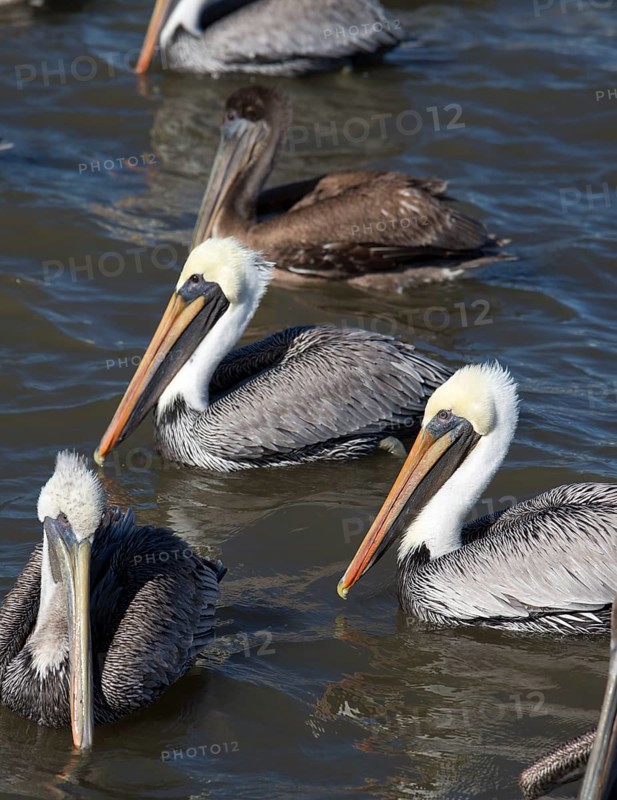 Brown Pelicans (Pelecanus occidentalis) looking for the non-shrimp bycatch which is discarded from a shrimp trawler