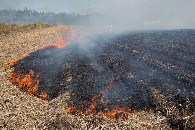 Sugar cane fields being burned at harvest time in southern Louisiana