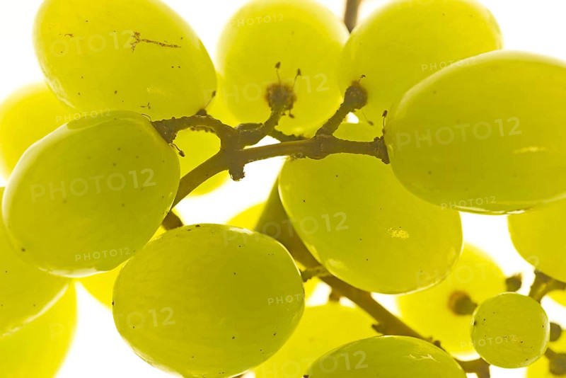 Seedless white grapes