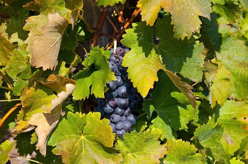 Lemberger grapes in a vineyard on Rotenberg Mountain near Stuttgart