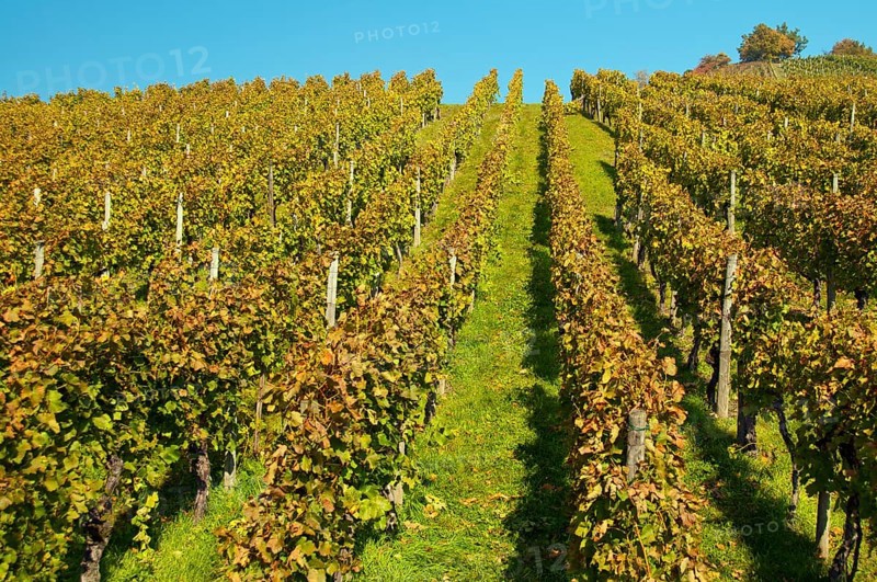 Vineyard with Lemberger grapes on Rotenberg Mountain near Stuttgart