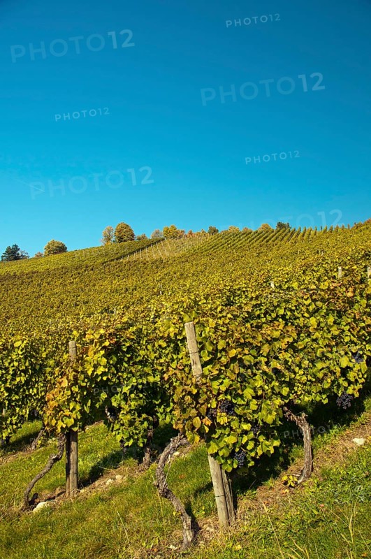 Vineyard with Lemberger grapes on Rotenberg Mountain near Stuttgart