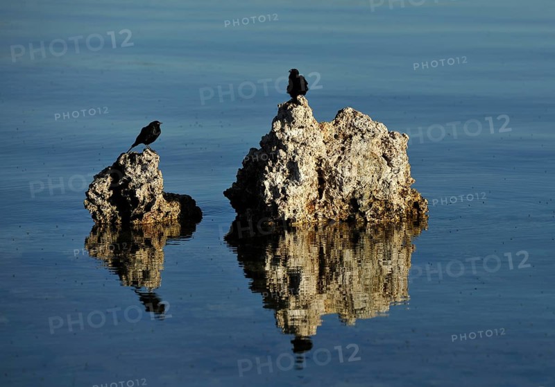 Birds and shore flies (Ephydra hians)