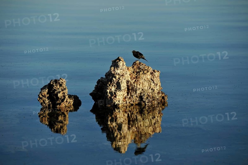A bird and shore flies (Ephydra hians)