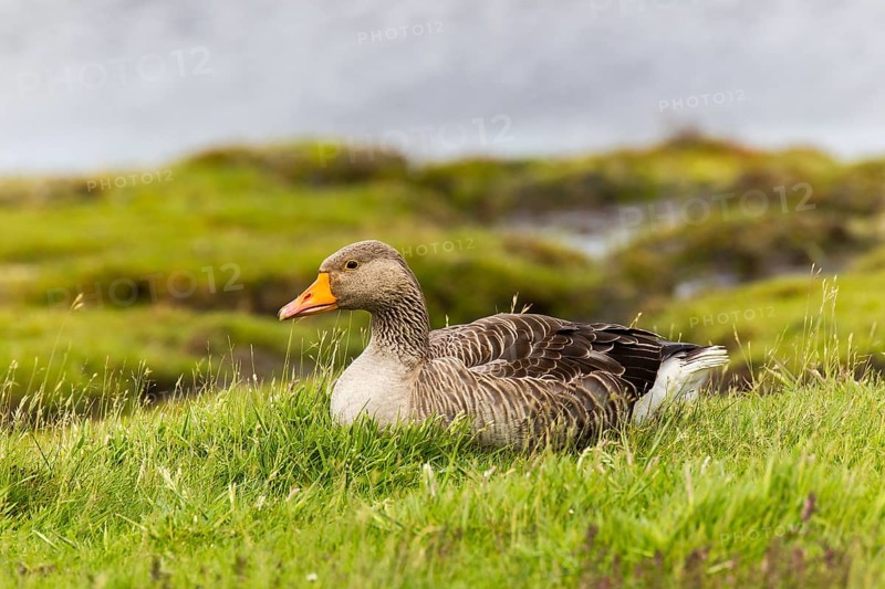 Greylag Goose (Anser anser)