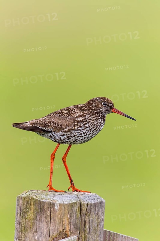 Common Redshank (Tringa totanus)
