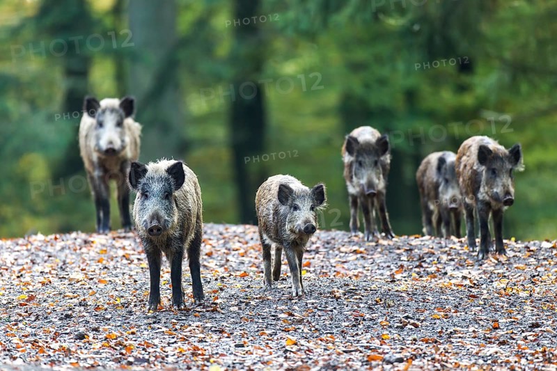Wild boars (Sus scrofa)