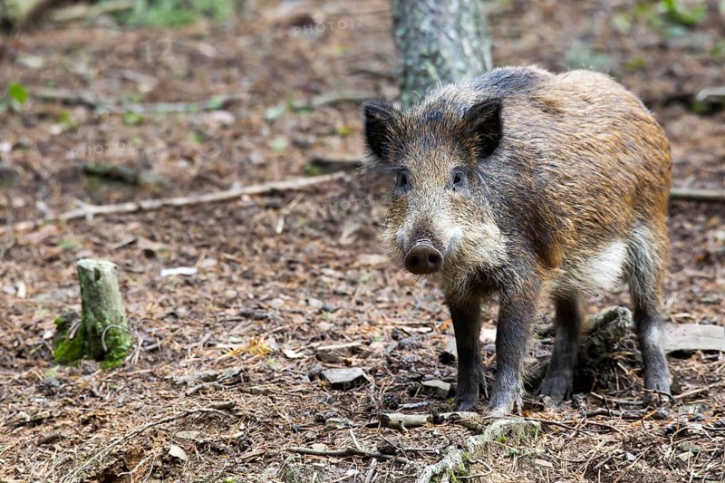 Wild boar (Sus scrofa)