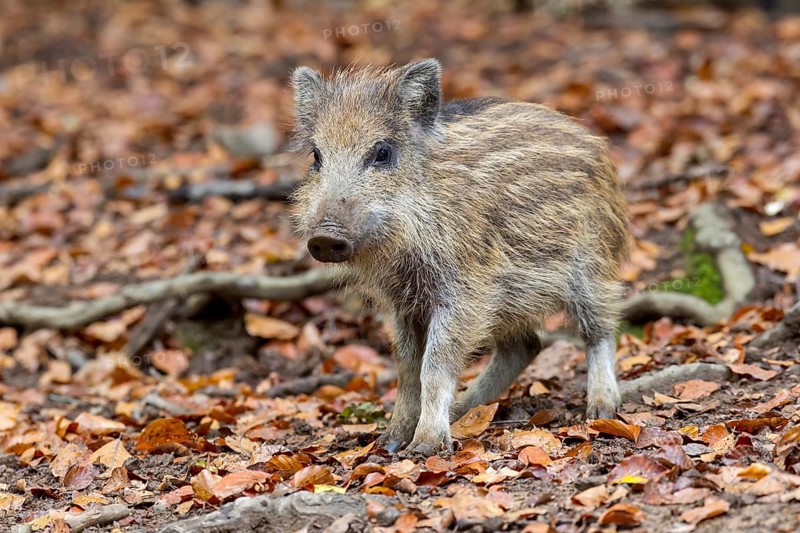 Wild boar (Sus scrofa)
