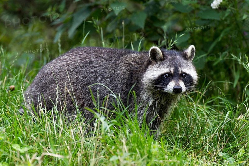 North American Raccoon (Procyon lotor) in compound