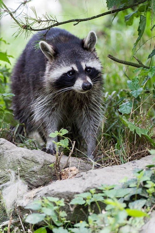 North American Raccoon (Procyon lotor) in compound