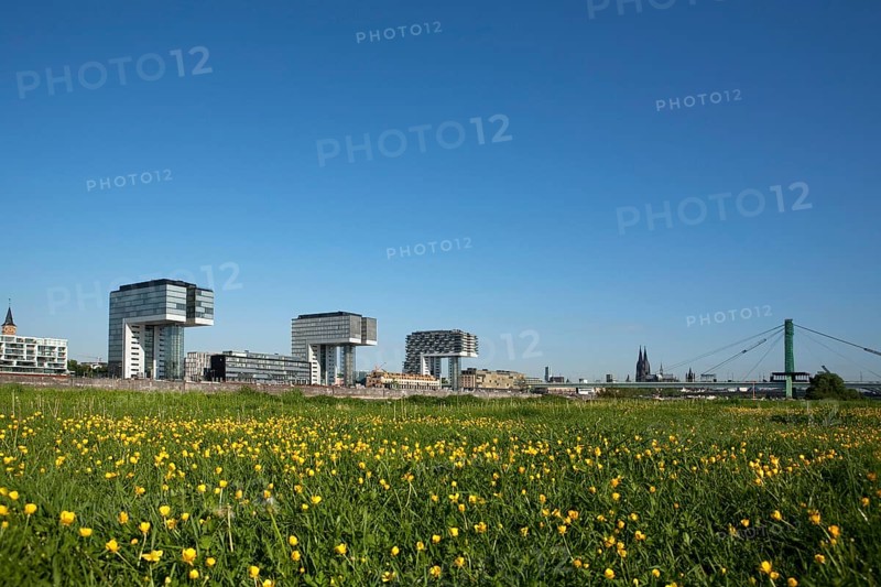 Green meadow in front of Rheinau Harbour with the Crane Buildings of Cologne and Cologne Cathedral