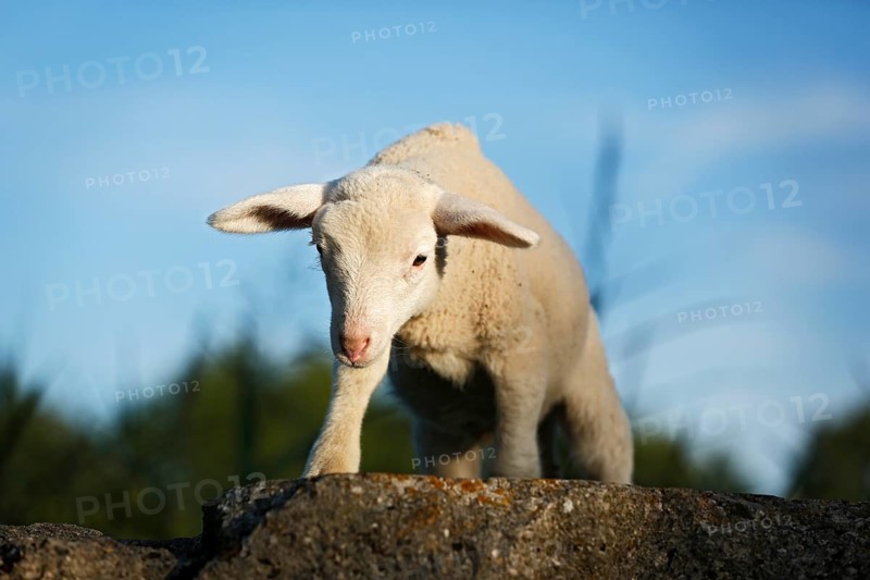 Lamb standing on a rock