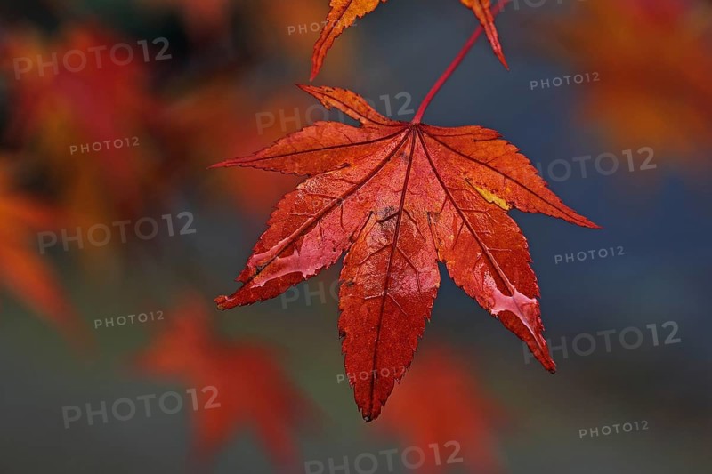 Downy Japanese Maple