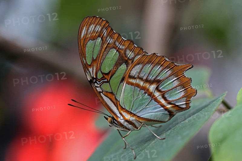 Scarce Bamboo Page