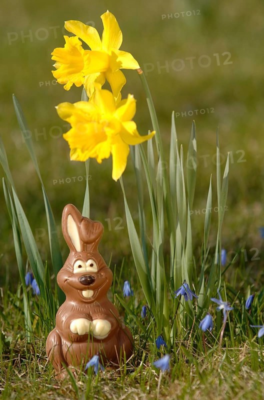 Chocolate bunny in a meadow under yellow daffodils