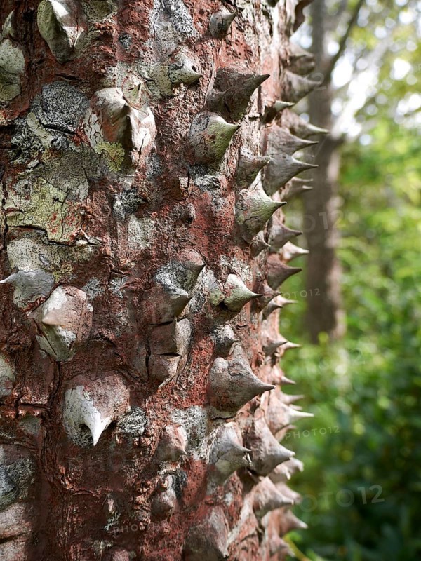 Spines of the Sandbox tree