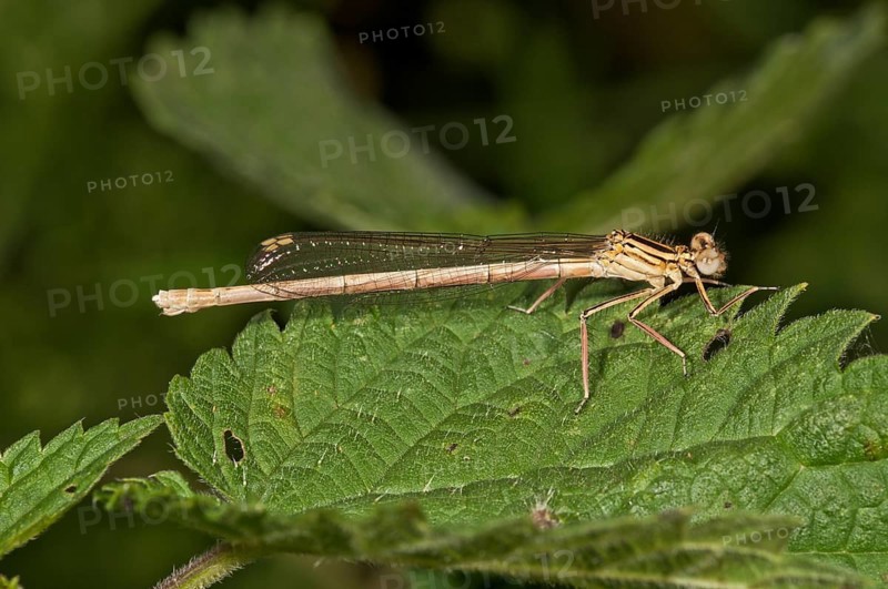 White-legged Damselfly or Blue Featherleg (Platycnemis pennipes)