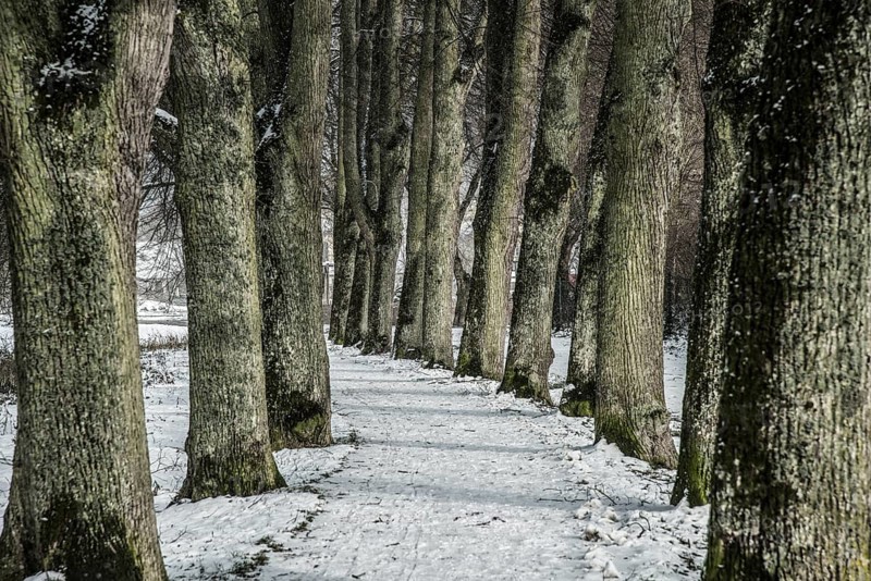 A tree-lined road in winter