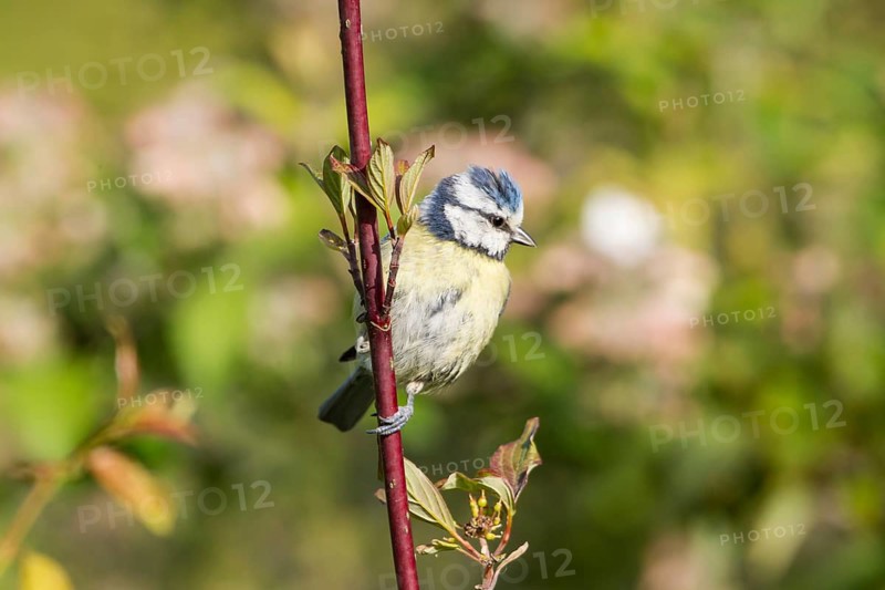 Blue Tit (Cyanistes caeruleus syn Parus caeruleus)