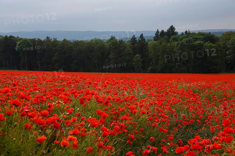 Poppy field in full bloom