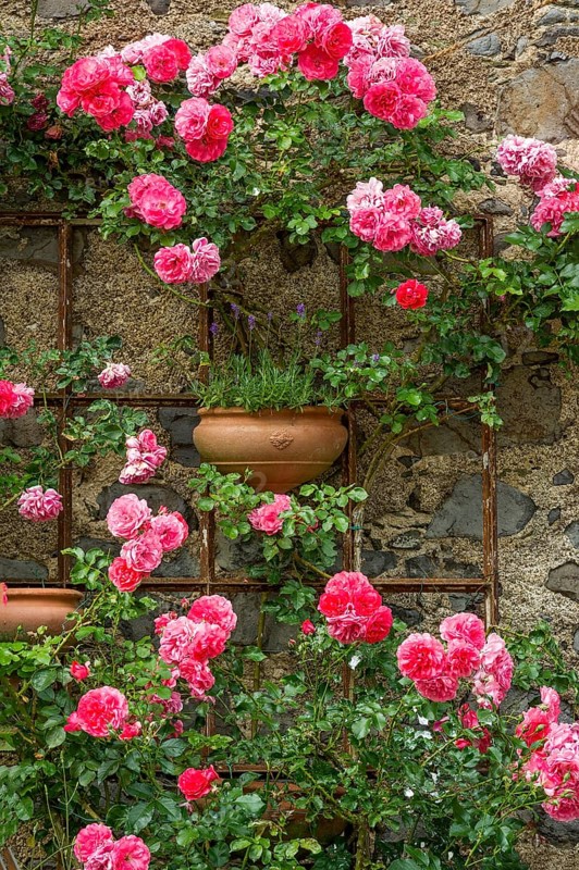 Rambler roses and lavender