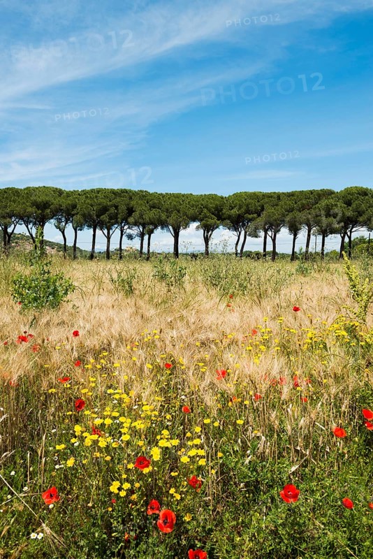 Pine avenue and poppy field