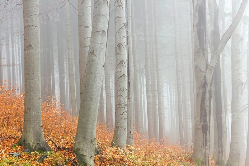 Autumn beech forest