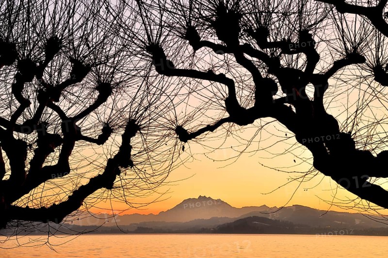 Silhouette of chestnut trees in front of a mountain range with Pilatus