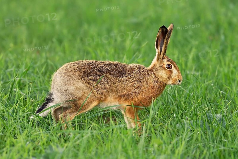 Young European hare (Lepus europaeus)