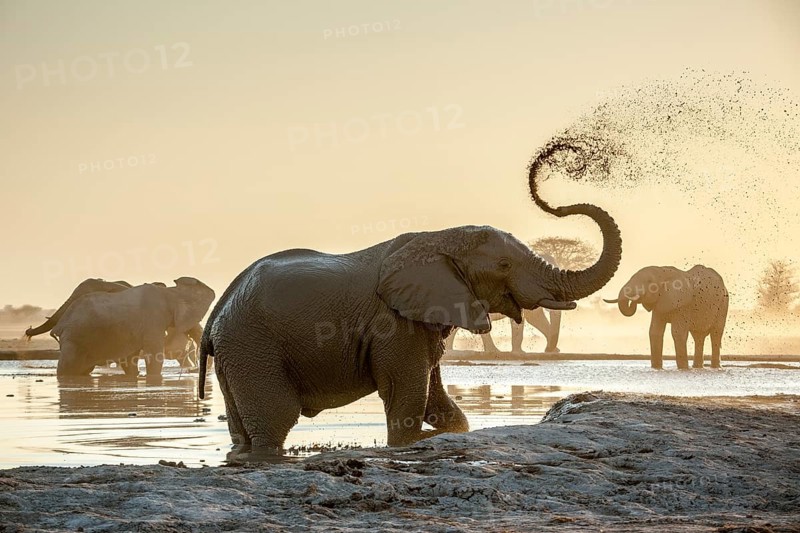 African elephants (Loxodonta africana)