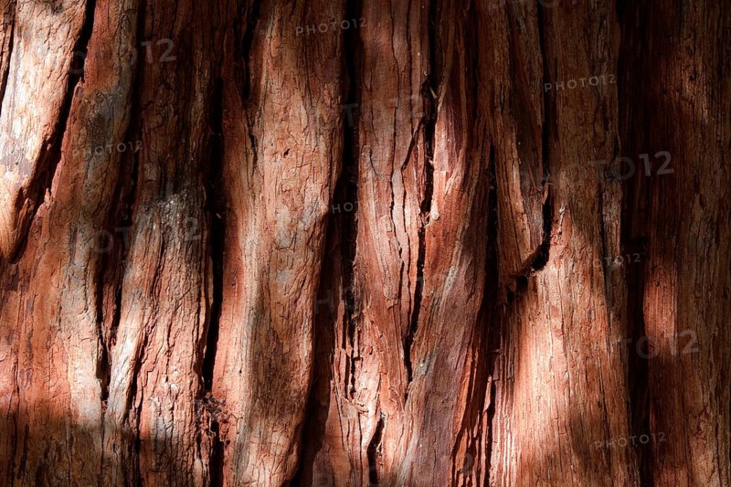Bark of a California incense cedar (Calocedrus decurrens)