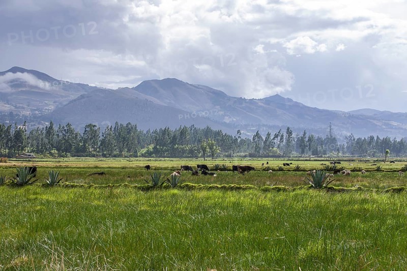 Pastures of the farm of La Collpa