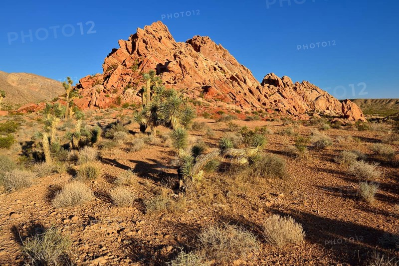 Mojave desert with Joshua trees (Yucca brevifolia)