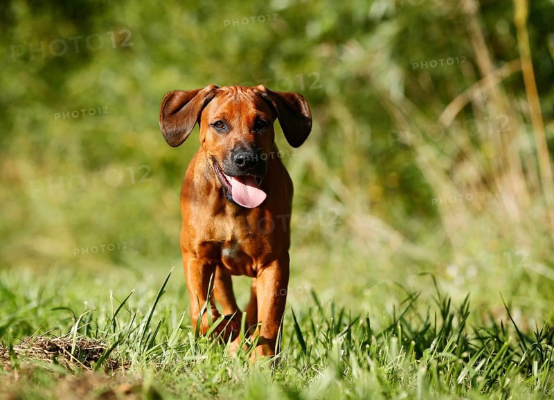 Rhodesian Ridgeback