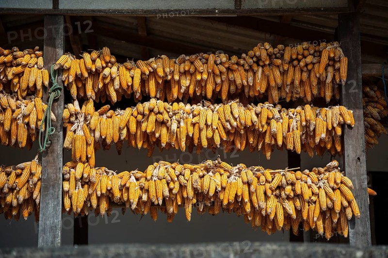 Corn cobs hung up to dry in a village of the Chinese minority on the border with Myanmar
