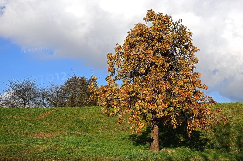 Pear tree (Pyrus) on Luehedeich dyke