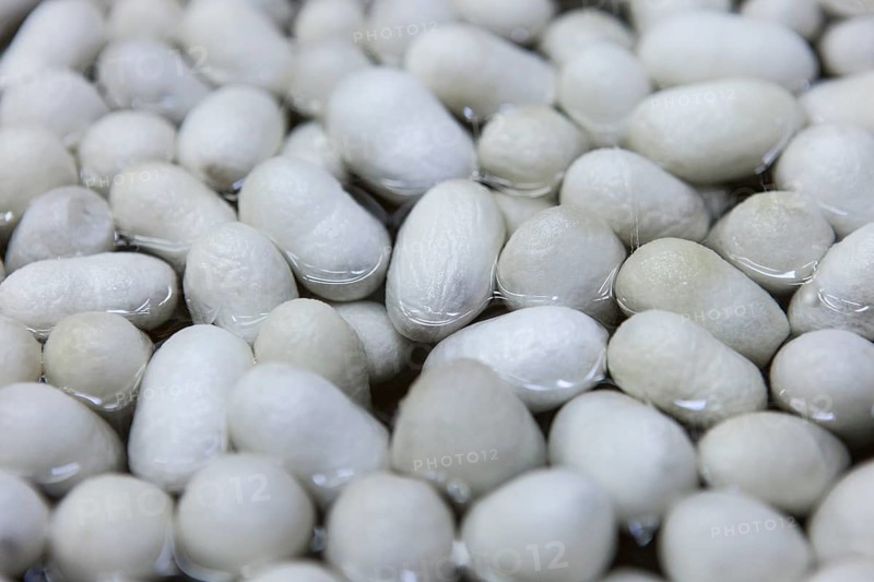 Silkworm cocoons