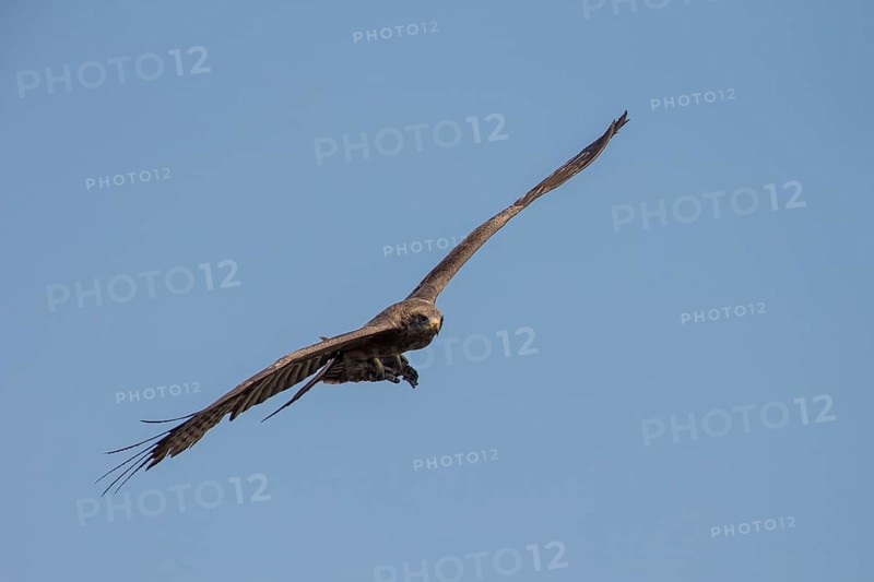 Yellow-billed Kite (Milvus aegyptius) in flight