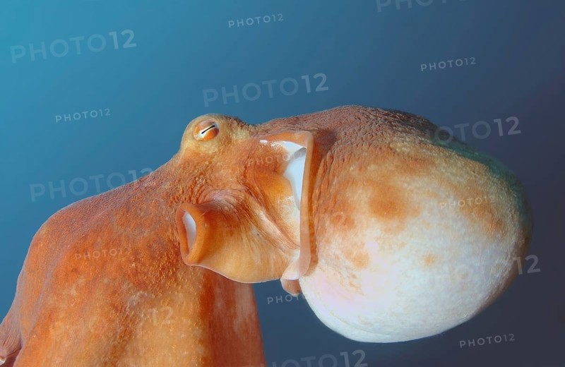 Giant Pacific octopus or North Pacific giant octopus (Enteroctopus dofleini)