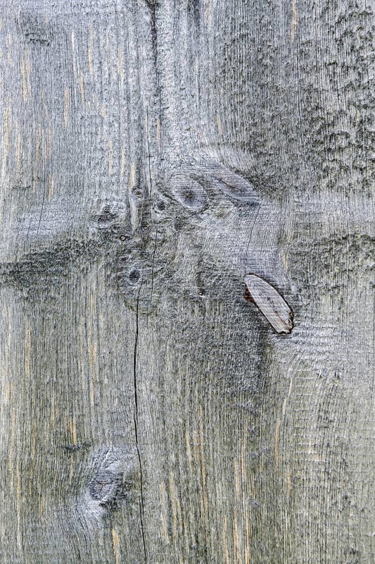 Old wood texture