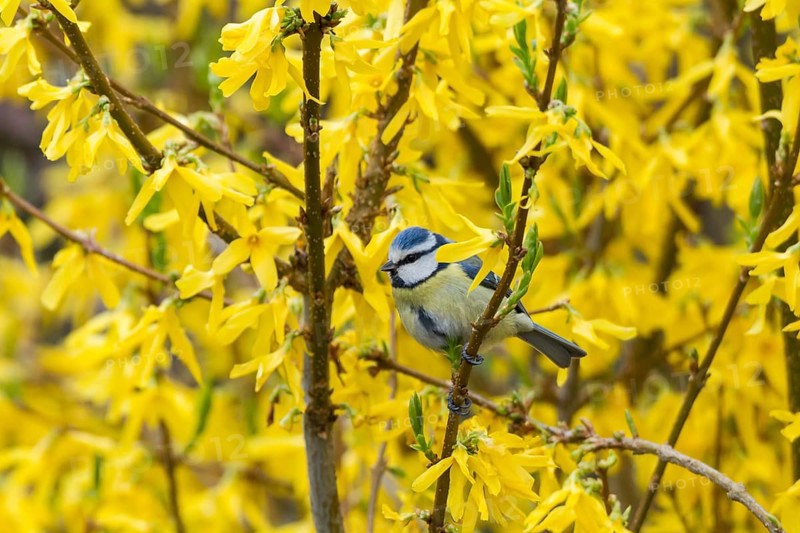 Blue Tit (Cyanistes caeruleus syn Parus caeruleus)