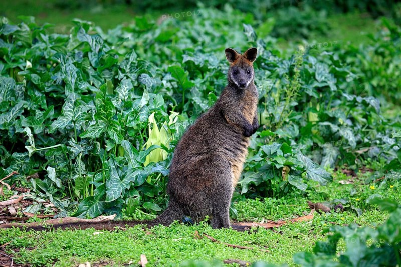 Swamp wallaby (Wallabia bicolor)