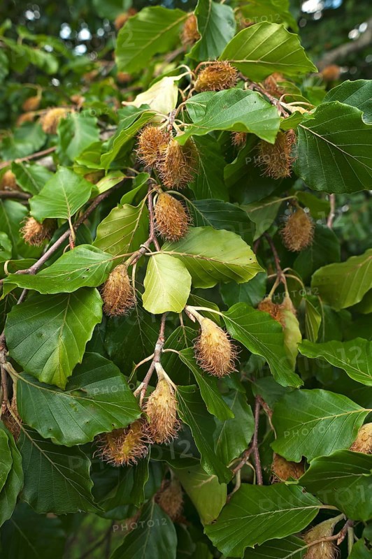 Beech branches (Fagus) with beechnuts