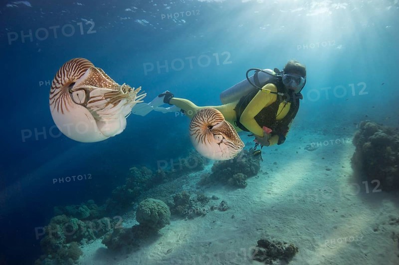 Scuba diver watching Palau Nautiluses (Nautilus belauensis)