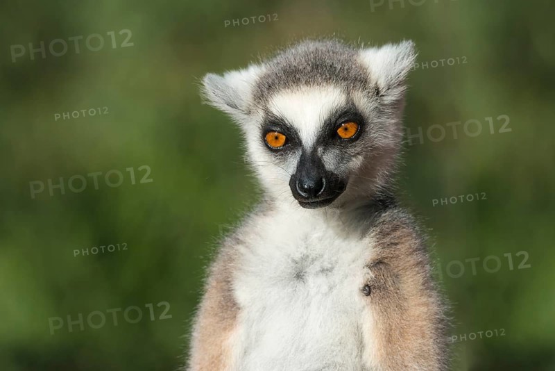 Ring-tailed Lemur (Lemur catta)