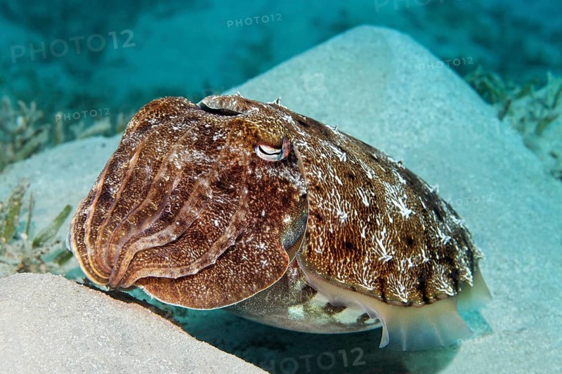 Broadclub cuttlefish (Sepia latimanus) on sand hills