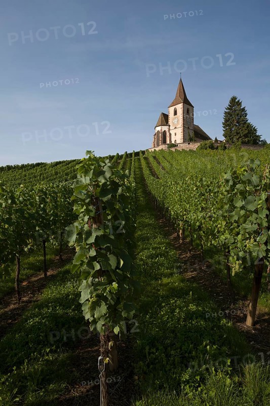 Gothic fortified church of Saint-Jacques in the vineyards